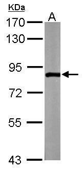 ZER1 Rabbit Polyclonal Antibody