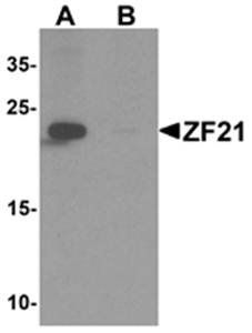 ZF21 Antibody
