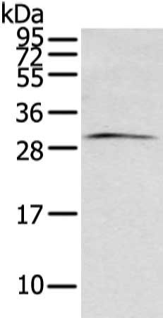 ZFAND2B antibody