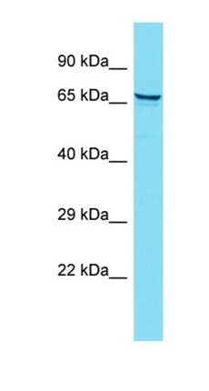 ZFAND4 antibody