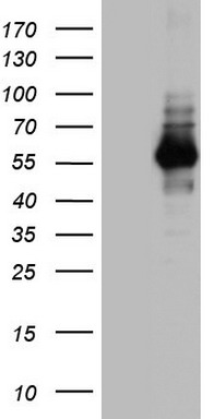 ZFAND5 Antibody