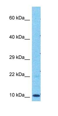 ZFN2A antibody
