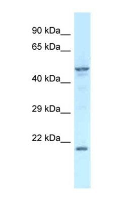 Zfp113 antibody