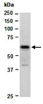 ZFP161 antibody