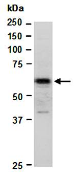 ZFP161 (C) Antibody, Rabbit Polyclonal