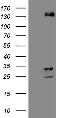 ZFP200 Antibody