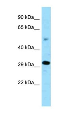 Zfp202 antibody