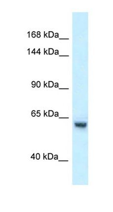 Zfp354a antibody