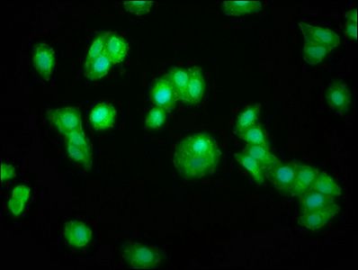 ZFP36 Antibody