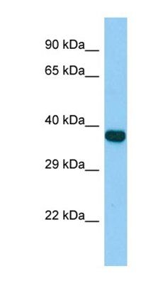 Zfp367 antibody