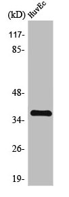 ZFP36L1 antibody