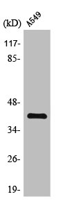 ZFP36L2 antibody