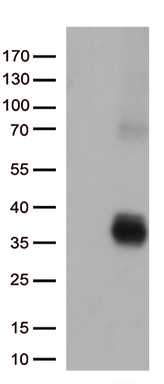 ZFP37 Antibody