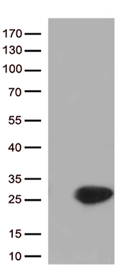 ZFP37 antibody