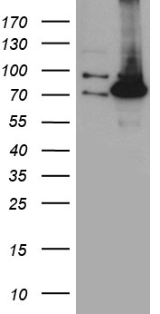 ZFP37 Antibody