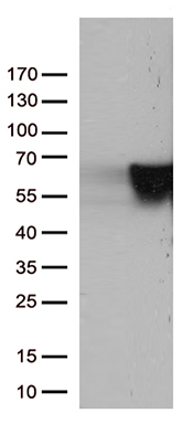 ZFP57 Antibody