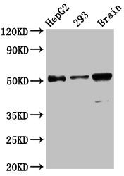 ZFP57 Antibody