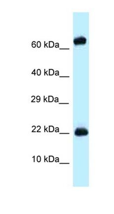Zfp580 antibody