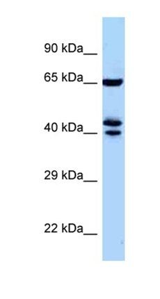 Zfp583 antibody