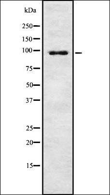 ZFP598 antibody