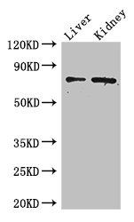 ZFP64 antibody