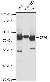 ZFP64 antibody