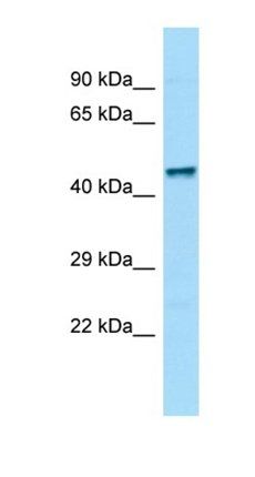 Zfp69 antibody