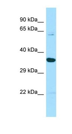 Zfp703 antibody