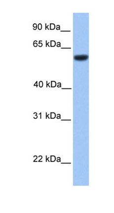ZFP82 antibody