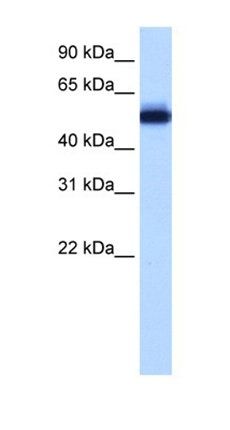 ZFP82 antibody