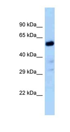 Zfp84 antibody