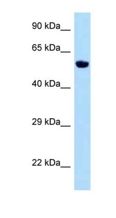 Zfp874b antibody
