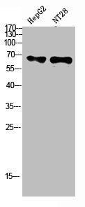 ZFP91 antibody