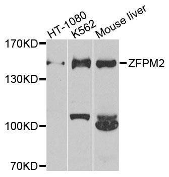 ZFPM2 antibody