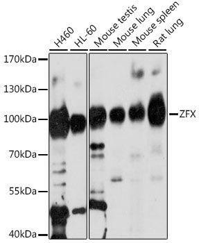 ZFX antibody