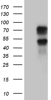ZFYVE1 Antibody