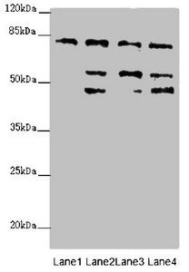 ZFYVE1 Antibody