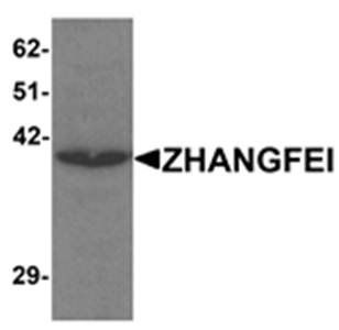 ZHANGFEI Antibody