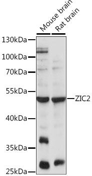 ZIC2 antibody