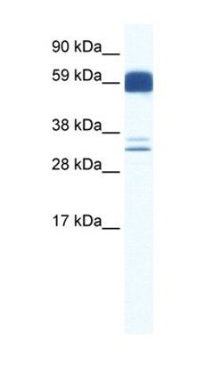ZIC5 antibody