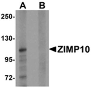 ZIMP10 Antibody