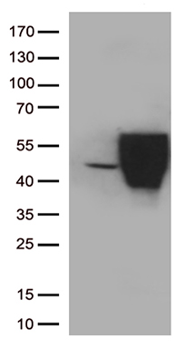 zinc finger protein 655 Antibody
