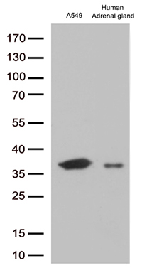 zinc finger protein 655 Antibody