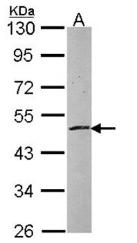 zinc finger protein 140 antibody