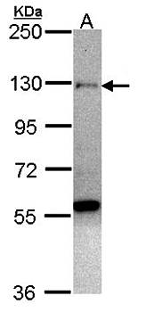 zinc finger protein 574 antibody