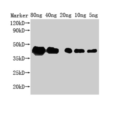ZIP1 Antibody