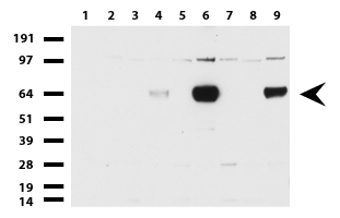 ZKSCAN1 Antibody