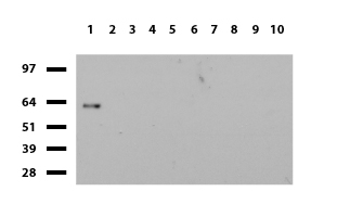ZKSCAN1 Antibody