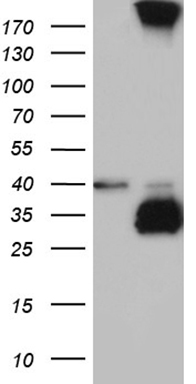 ZKSCAN1 Antibody