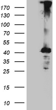 ZKSCAN1 Antibody